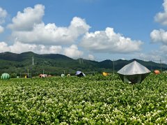 跟着新型能源取农业融合